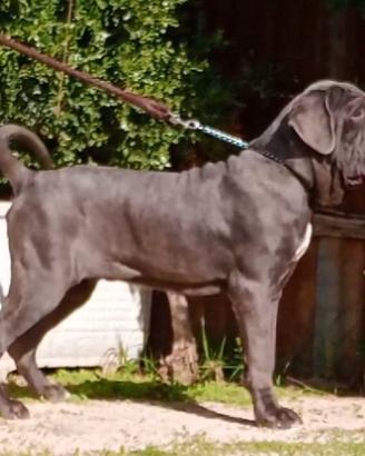 mastino napoletano 