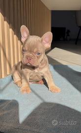 Bulldog francese
