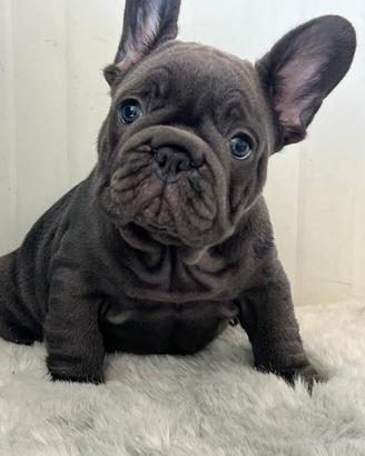 Bulldog francese maschio