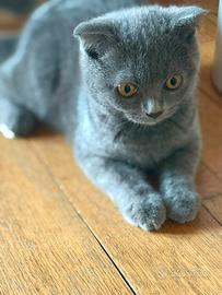 Gatti Scottish