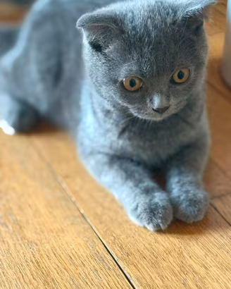 Gatti Scottish