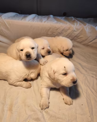 Labrador cuccioli