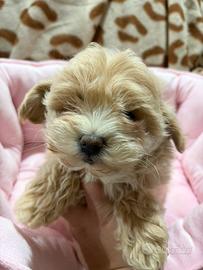 Maltipoo varie colorazioni toy