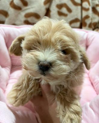 Maltipoo varie colorazioni toy