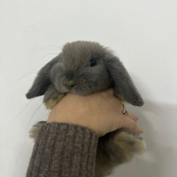 Cucciolo coniglio ariete nano