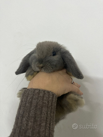 Cucciolo coniglio ariete nano