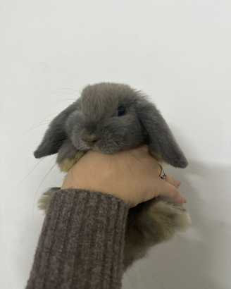 Cucciolo coniglio ariete nano
