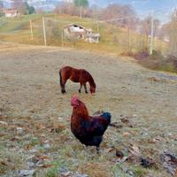 Galline, galli e pulcini Marans Ramate