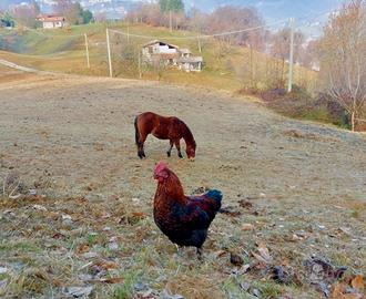 Galline, galli e pulcini Marans Ramate
