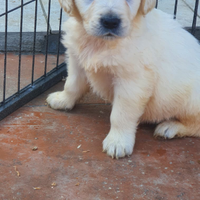Golden Retriever con pedigree ENCI