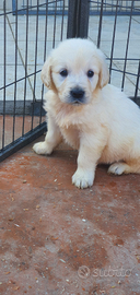 Golden Retriever con pedigree ENCI
