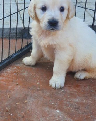 Golden Retriever con pedigree ENCI