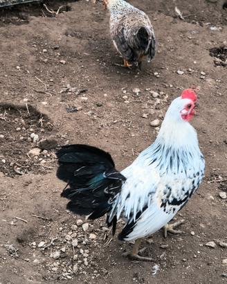 Galline nane americane