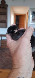 Pulcini collonudo brahma Isabella e quaglie