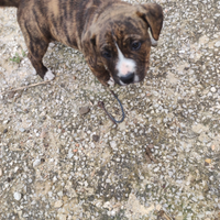 Cuccioli di Amstaff