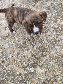 Cuccioli di Amstaff