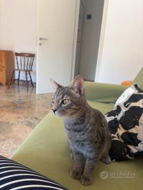 Gattini molto dolci