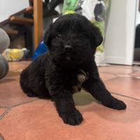 Cuccioli di meticcio