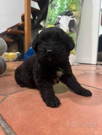 Cuccioli di meticcio