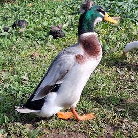 Corritrice indiana ciuffata maschio