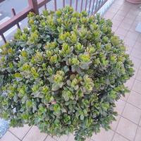 Pianta crassula ovata,