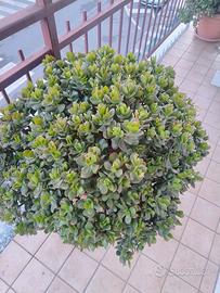 Pianta crassula ovata,