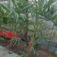 palme