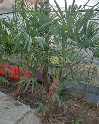 palme