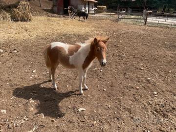 Pony maschio