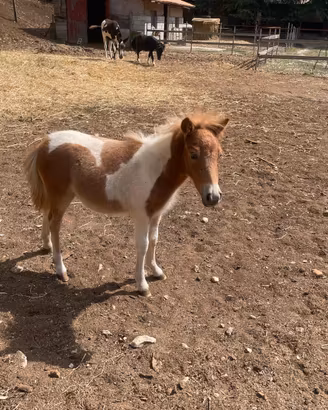 Pony maschio