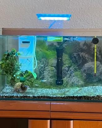 Acquario