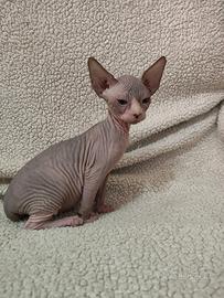 Cuccioli di sphynx