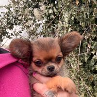 Cucciolo di chihuahua