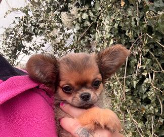 Cucciolo di chihuahua