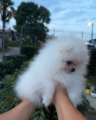 Cuccioli spitz tedesco nano pomerania
