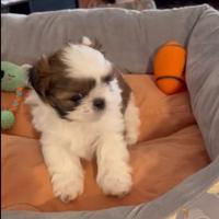MINI shihtzu cucciolo Shih Tzu imperial