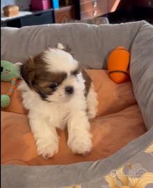 MINI shihtzu cucciolo Shih Tzu imperial