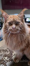 Maine coon