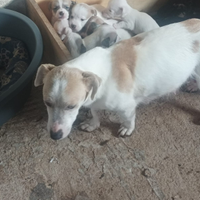 Jack russell nani a zampa corta