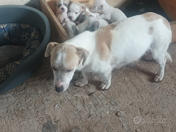 Jack russell nani a zampa corta