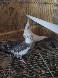 Calopsite 2 coppie