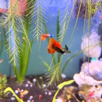 Guppy show dumbo avannotti con omaggio