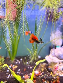 Guppy show dumbo avannotti con omaggio