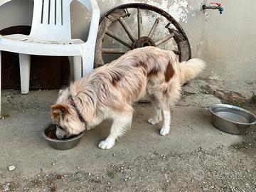 Border collie