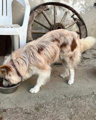 Border collie