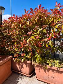 Siepe Futigne alte 150cm