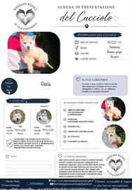 Siberian Husky con pedigree Enci