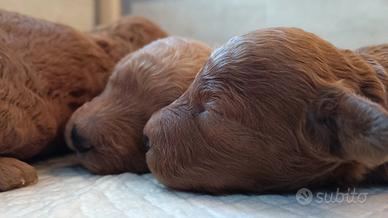 Barboncino toy / nano red fulvo