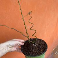 Giunco spirale pianta juncus effusus spiralis