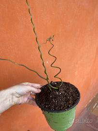 Giunco spirale pianta juncus effusus spiralis